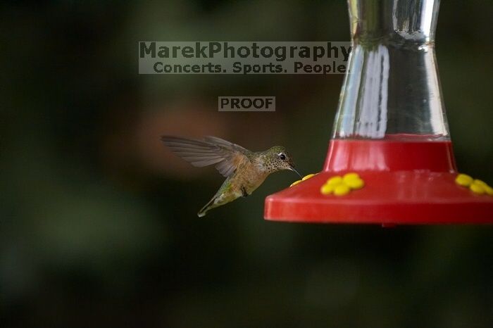 Hummingbirds at the hummingbird feeder at Foot of the Mountain Motel.

Filename: SRM_20070729_1544443.jpg
Aperture: f/2.8
Shutter Speed: 1/3200
Body: Canon EOS-1D Mark II
Lens: Canon EF 80-200mm f/2.8 L