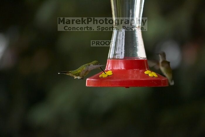 Hummingbirds at the hummingbird feeder at Foot of the Mountain Motel.

Filename: SRM_20070729_1545109.jpg
Aperture: f/2.8
Shutter Speed: 1/3200
Body: Canon EOS-1D Mark II
Lens: Canon EF 80-200mm f/2.8 L