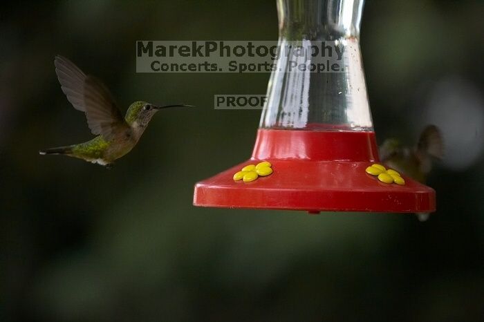 Hummingbirds at the hummingbird feeder at Foot of the Mountain Motel.

Filename: SRM_20070729_1545144.jpg
Aperture: f/2.8
Shutter Speed: 1/3200
Body: Canon EOS-1D Mark II
Lens: Canon EF 80-200mm f/2.8 L