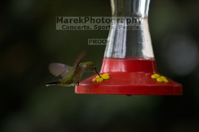 Hummingbirds at the hummingbird feeder at Foot of the Mountain Motel.

Filename: SRM_20070729_1545201.jpg
Aperture: f/2.8
Shutter Speed: 1/3200
Body: Canon EOS-1D Mark II
Lens: Canon EF 80-200mm f/2.8 L