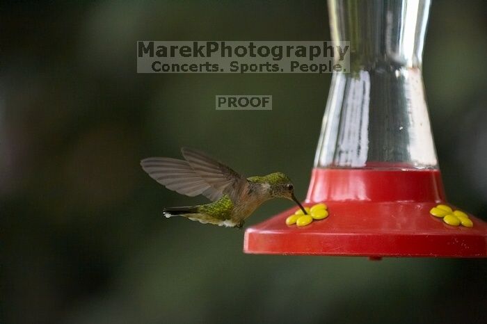 Hummingbirds at the hummingbird feeder at Foot of the Mountain Motel.

Filename: SRM_20070729_1545301.jpg
Aperture: f/2.8
Shutter Speed: 1/3200
Body: Canon EOS-1D Mark II
Lens: Canon EF 80-200mm f/2.8 L