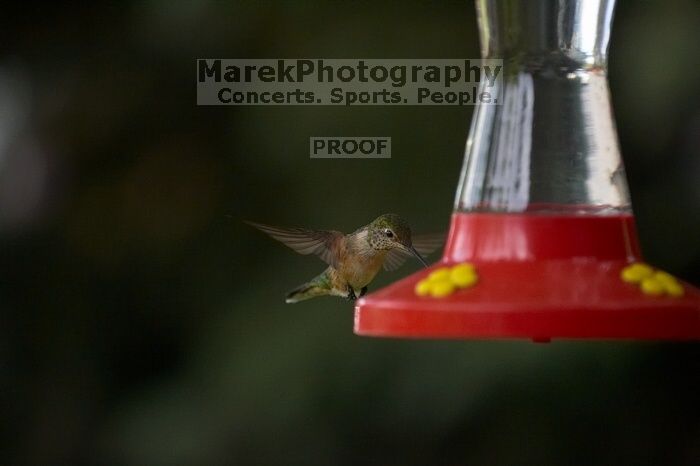 Hummingbirds at the hummingbird feeder at Foot of the Mountain Motel.

Filename: SRM_20070729_1545445.jpg
Aperture: f/2.8
Shutter Speed: 1/3200
Body: Canon EOS-1D Mark II
Lens: Canon EF 80-200mm f/2.8 L