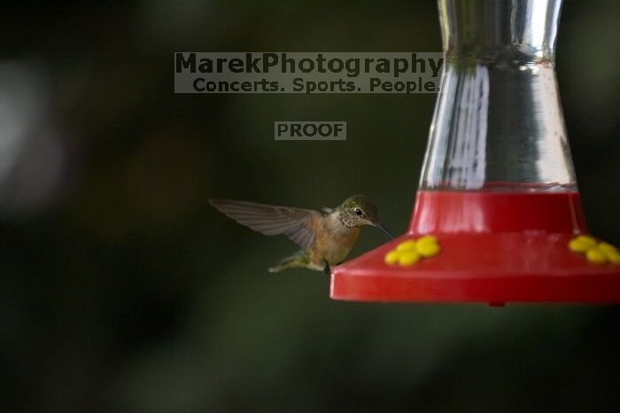 Hummingbirds at the hummingbird feeder at Foot of the Mountain Motel.

Filename: SRM_20070729_1545501.jpg
Aperture: f/2.8
Shutter Speed: 1/3200
Body: Canon EOS-1D Mark II
Lens: Canon EF 80-200mm f/2.8 L