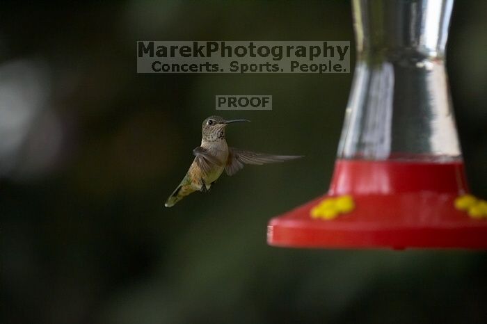 Hummingbirds at the hummingbird feeder at Foot of the Mountain Motel.

Filename: SRM_20070729_1545524.jpg
Aperture: f/2.8
Shutter Speed: 1/3200
Body: Canon EOS-1D Mark II
Lens: Canon EF 80-200mm f/2.8 L