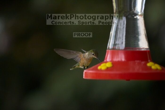 Hummingbirds at the hummingbird feeder at Foot of the Mountain Motel.

Filename: SRM_20070729_1546024.jpg
Aperture: f/2.8
Shutter Speed: 1/3200
Body: Canon EOS-1D Mark II
Lens: Canon EF 80-200mm f/2.8 L