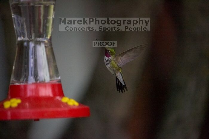 Hummingbirds at the hummingbird feeder at Foot of the Mountain Motel.

Filename: SRM_20070729_1551120.jpg
Aperture: f/2.8
Shutter Speed: 1/5000
Body: Canon EOS-1D Mark II
Lens: Canon EF 80-200mm f/2.8 L