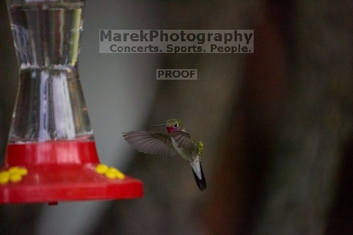 Hummingbirds at the hummingbird feeder at Foot of the Mountain Motel.

Filename: SRM_20070729_1551163.jpg
Aperture: f/2.8
Shutter Speed: 1/5000
Body: Canon EOS-1D Mark II
Lens: Canon EF 80-200mm f/2.8 L