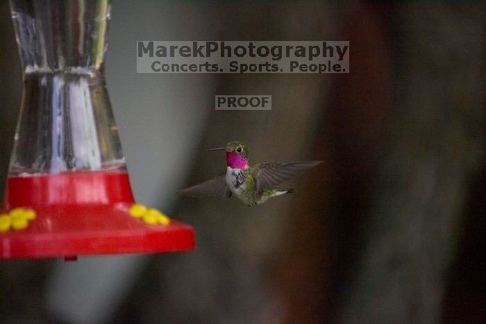 Hummingbirds at the hummingbird feeder at Foot of the Mountain Motel.

Filename: SRM_20070729_1551184.jpg
Aperture: f/2.8
Shutter Speed: 1/5000
Body: Canon EOS-1D Mark II
Lens: Canon EF 80-200mm f/2.8 L