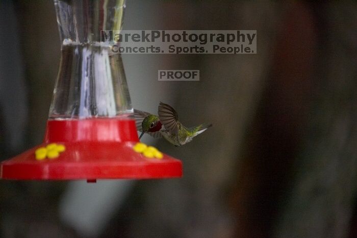 Hummingbirds at the hummingbird feeder at Foot of the Mountain Motel.

Filename: SRM_20070729_1551366.jpg
Aperture: f/2.8
Shutter Speed: 1/5000
Body: Canon EOS-1D Mark II
Lens: Canon EF 80-200mm f/2.8 L