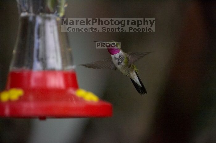 Hummingbirds at the hummingbird feeder at Foot of the Mountain Motel.

Filename: SRM_20070729_1551421.jpg
Aperture: f/2.8
Shutter Speed: 1/5000
Body: Canon EOS-1D Mark II
Lens: Canon EF 80-200mm f/2.8 L