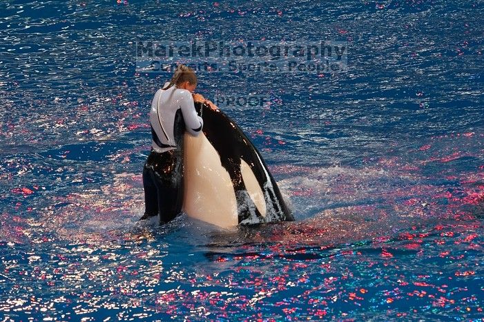 Shamu and Namu in the Believe show at Sea World, San Antonio.

Filename: SRM_20060423_123734_1.jpg
Aperture: f/5.0
Shutter Speed: 1/320
Body: Canon EOS 20D
Lens: Canon EF 80-200mm f/2.8 L