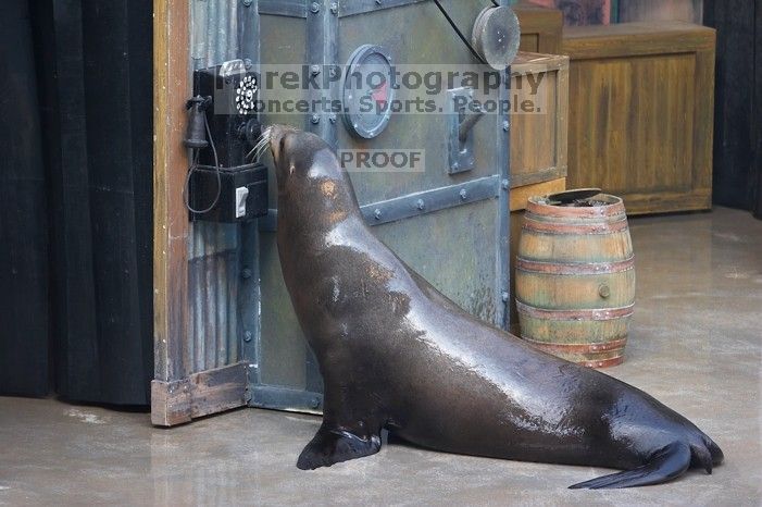 Sea lions Clyde and Seamore in "The Cannery Row Caper" show at Sea World, San Antonio.

Filename: SRM_20060423_161618_7.jpg
Aperture: f/4.0
Shutter Speed: 1/320
Body: Canon EOS 20D
Lens: Canon EF 80-200mm f/2.8 L