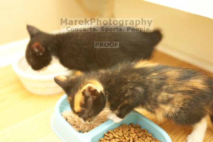 New kittens, Smokey and Daisy, from the Humane Society.

Filename: SRM_20080509_1918101.jpg
Aperture: f/2.8
Shutter Speed: 1/60
Body: Canon EOS-1D Mark II
Lens: Canon EF 16-35mm f/2.8 L