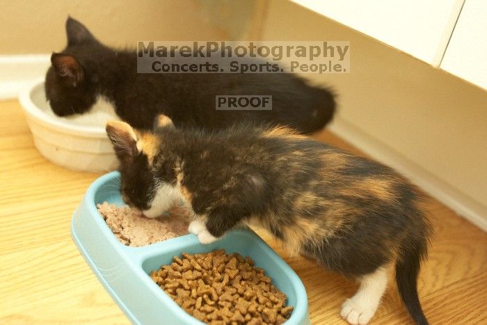 New kittens, Smokey and Daisy, from the Humane Society.

Filename: SRM_20080509_1918282.jpg
Aperture: f/2.8
Shutter Speed: 1/60
Body: Canon EOS-1D Mark II
Lens: Canon EF 16-35mm f/2.8 L