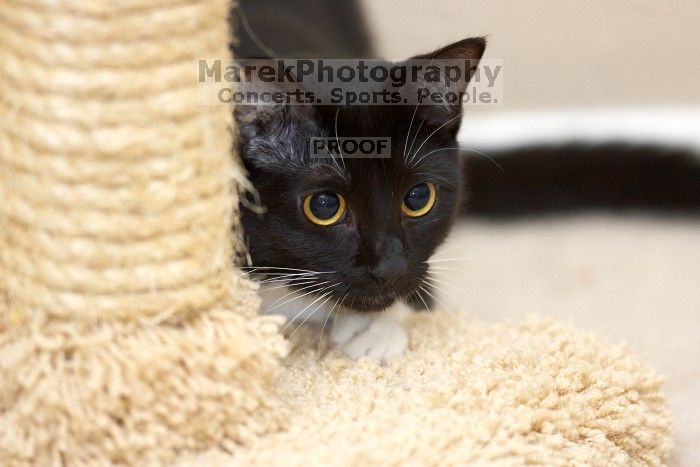 Foster kittens from the Austin Humane Society.

Filename: SRM_20080524_1035048.jpg
Aperture: f/2.8
Shutter Speed: 1/250
Body: Canon EOS-1D Mark II
Lens: Canon EF 300mm f/2.8 L IS