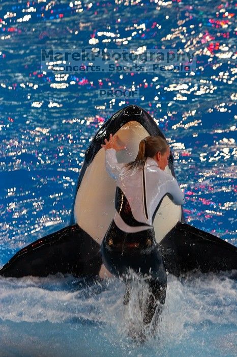 Shamu and Namu in the Believe show at Sea World, San Antonio.

Filename: SRM_20060423_123910_4.jpg
Aperture: f/5.0
Shutter Speed: 1/320
Body: Canon EOS 20D
Lens: Canon EF 80-200mm f/2.8 L