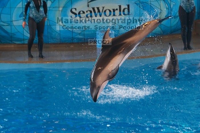 Dolphins in the "Viva" show at Sea World, San Antonio.

Filename: SRM_20060423_141724_7.jpg
Aperture: f/4.0
Shutter Speed: 1/320
Body: Canon EOS 20D
Lens: Canon EF 80-200mm f/2.8 L