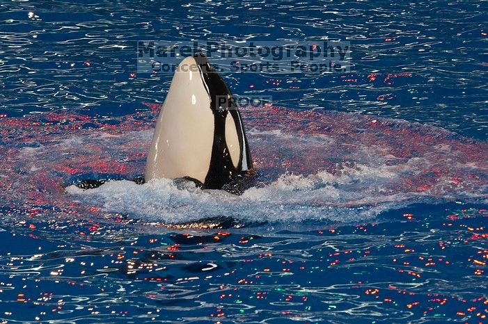 Shamu and Namu in the Believe show at Sea World, San Antonio.

Filename: SRM_20060423_123644_5.jpg
Aperture: f/5.0
Shutter Speed: 1/400
Body: Canon EOS 20D
Lens: Canon EF 80-200mm f/2.8 L