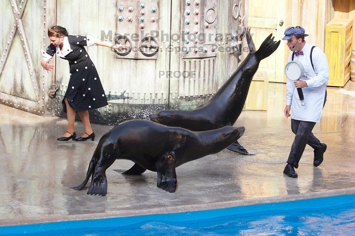 Sea lions Clyde and Seamore in "The Cannery Row Caper" show at Sea World, San Antonio.

Filename: SRM_20060423_161132_1.jpg
Aperture: f/7.1
Shutter Speed: 1/320
Body: Canon EOS 20D
Lens: Canon EF 80-200mm f/2.8 L