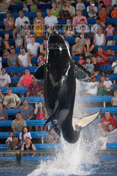 Shamu and Namu in the Believe show at Sea World, San Antonio.

Filename: SRM_20060423_125520_2.jpg
Aperture: f/2.8
Shutter Speed: 1/320
Body: Canon EOS 20D
Lens: Canon EF 80-200mm f/2.8 L