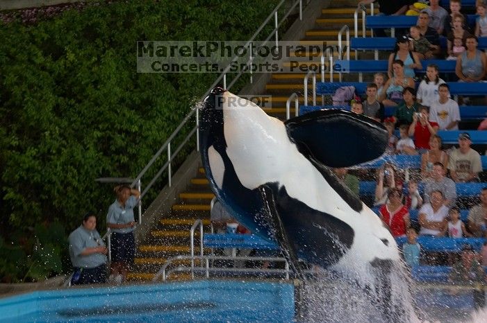 Shamu and Namu in the Believe show at Sea World, San Antonio.

Filename: SRM_20060423_123428_5.jpg
Aperture: f/5.0
Shutter Speed: 1/200
Body: Canon EOS 20D
Lens: Canon EF 80-200mm f/2.8 L