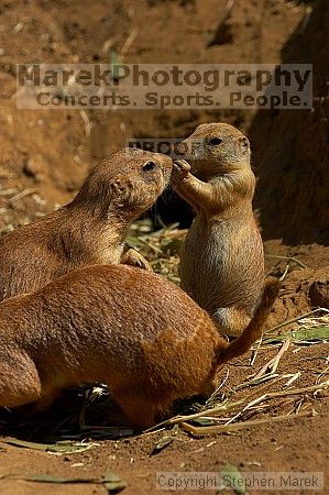 Prarie dogs at the San Francisco Zoo.

Filename: srm_20050529_184332_0_std.jpg
Aperture: f/5.6
Shutter Speed: 1/1600
Body: Canon EOS 20D
Lens: Canon EF 80-200mm f/2.8 L