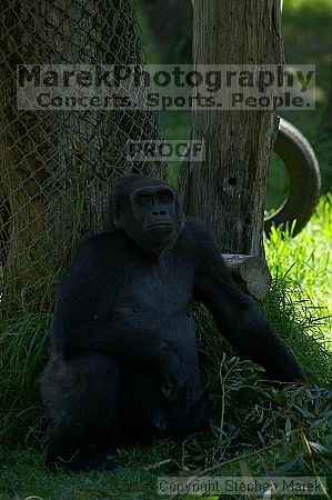 Gorilla at the San Francisco Zoo.

Filename: srm_20050529_154218_3_std.jpg
Aperture: f/2.8
Shutter Speed: 1/250
Body: Canon EOS 20D
Lens: Canon EF 80-200mm f/2.8 L