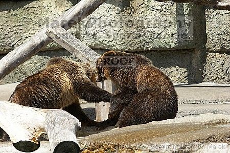 Bears playing at the San Francisco Zoo.

Filename: srm_20050529_173330_3_std.jpg
Aperture: f/5.6
Shutter Speed: 1/500
Body: Canon EOS 20D
Lens: Canon EF 80-200mm f/2.8 L