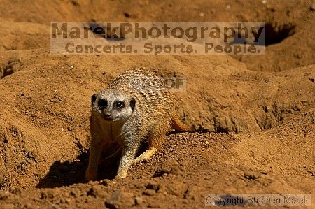 Meerkcats at the San Francisco Zoo.

Filename: srm_20050529_184834_7_std.jpg
Aperture: f/7.1
Shutter Speed: 1/1250
Body: Canon EOS 20D
Lens: Canon EF 80-200mm f/2.8 L