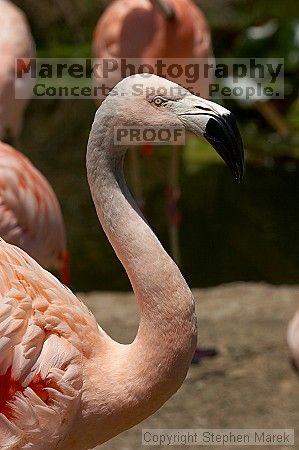 Pink flamingos at the San Francisco Zoo.

Filename: srm_20050529_163138_5_std.jpg
Aperture: f/10.0
Shutter Speed: 1/640
Body: Canon EOS 20D
Lens: Canon EF 80-200mm f/2.8 L