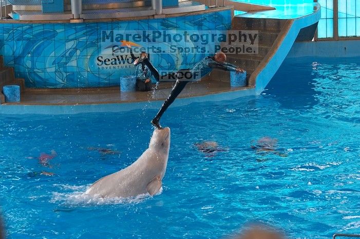 Dolphins in the "Viva" show at Sea World, San Antonio.

Filename: SRM_20060423_141114_6.jpg
Aperture: f/4.5
Shutter Speed: 1/320
Body: Canon EOS 20D
Lens: Canon EF 80-200mm f/2.8 L