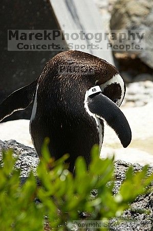 Penguins at the San Francisco Zoo.

Filename: srm_20050529_164346_7_std.jpg
Aperture: f/5.6
Shutter Speed: 1/800
Body: Canon EOS 20D
Lens: Canon EF 80-200mm f/2.8 L