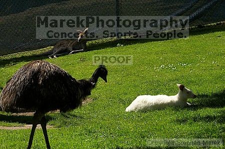 Visit to San Francisco Zoo.

Filename: srm_20050529_182616_8_std.jpg
Aperture: f/7.1
Shutter Speed: 1/2000
Body: Canon EOS 20D
Lens: Canon EF 80-200mm f/2.8 L