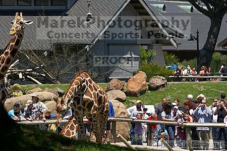 Visit to San Francisco Zoo.

Filename: srm_20050529_154110_1_std.jpg
Aperture: f/5.6
Shutter Speed: 1/400
Body: Canon EOS 20D
Lens: Canon EF 80-200mm f/2.8 L