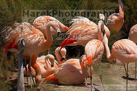 Pink flamingos at the San Francisco Zoo.

Filename: srm_20050529_163126_4_std.jpg
Aperture: f/10.0
Shutter Speed: 1/640
Body: Canon EOS 20D
Lens: Canon EF 80-200mm f/2.8 L