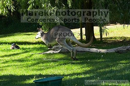 Kangaroo jumping at the San Francisco Zoo.

Filename: srm_20050529_182514_3_std.jpg
Aperture: f/7.1
Shutter Speed: 1/400
Body: Canon EOS 20D
Lens: Canon EF 80-200mm f/2.8 L