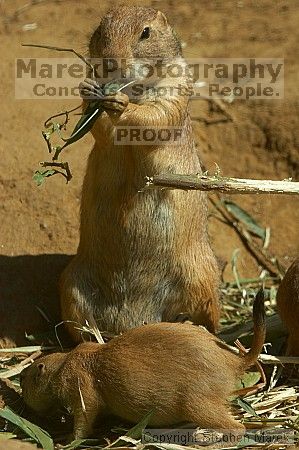 Prarie dogs at the San Francisco Zoo.

Filename: srm_20050529_184512_3_std.jpg
Aperture: f/7.1
Shutter Speed: 1/800
Body: Canon EOS 20D
Lens: Canon EF 80-200mm f/2.8 L