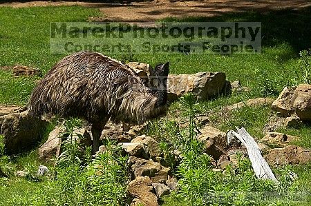 Emu at the San Francisco Zoo.

Filename: srm_20050529_182032_7_std.jpg
Aperture: f/7.1
Shutter Speed: 1/1600
Body: Canon EOS 20D
Lens: Canon EF 80-200mm f/2.8 L