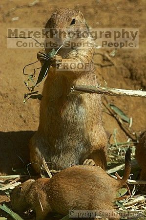 Prarie dogs at the San Francisco Zoo.

Filename: srm_20050529_184508_1_std.jpg
Aperture: f/7.1
Shutter Speed: 1/800
Body: Canon EOS 20D
Lens: Canon EF 80-200mm f/2.8 L