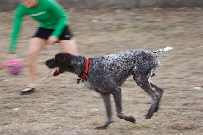 Flyer Terranova running around Floral Park in an attempt to become Austin's fittest dog (for Austin Fit Magazine) on Sunday, January 18, 2009.

Filename: SRM_20090118_16523411.JPG
Aperture: f/5.6
Shutter Speed: 1/100
Body: Canon EOS-1D Mark II
Lens: Canon EF 100-400mm f/4.5-5.6 L IS USM