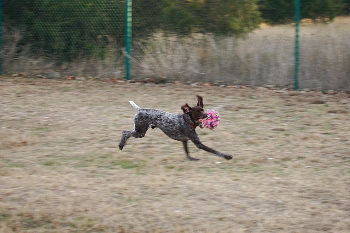 Flyer Terranova running around Floral Park in an attempt to become Austin's fittest dog (for Austin Fit Magazine) on Sunday, January 18, 2009.

Filename: SRM_20090118_16540232.JPG
Aperture: f/5.6
Shutter Speed: 1/125
Body: Canon EOS-1D Mark II
Lens: Canon EF 100-400mm f/4.5-5.6 L IS USM