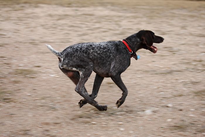 Flyer Terranova running around Floral Park in an attempt to become Austin's fittest dog (for Austin Fit Magazine) on Sunday, January 18, 2009.

Filename: SRM_20090118_17123942.JPG
Aperture: f/5.6
Shutter Speed: 1/250
Body: Canon EOS-1D Mark II
Lens: Canon EF 100-400mm f/4.5-5.6 L IS USM