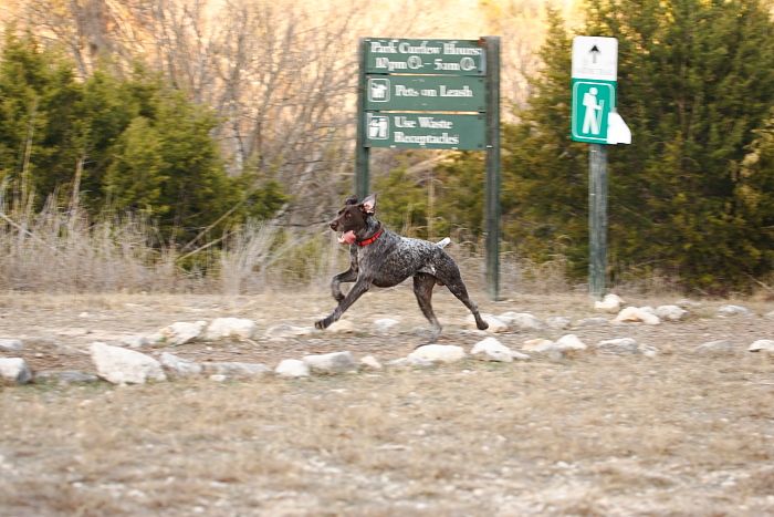 Flyer Terranova running around Floral Park in an attempt to become Austin's fittest dog (for Austin Fit Magazine) on Sunday, January 18, 2009.

Filename: SRM_20090118_17161645.JPG
Aperture: f/5.6
Shutter Speed: 1/160
Body: Canon EOS-1D Mark II
Lens: Canon EF 100-400mm f/4.5-5.6 L IS USM