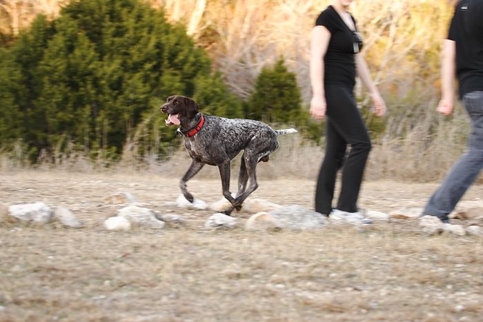 Flyer Terranova running around Floral Park in an attempt to become Austin's fittest dog (for Austin Fit Magazine) on Sunday, January 18, 2009.

Filename: SRM_20090118_17161749.JPG
Aperture: f/5.6
Shutter Speed: 1/160
Body: Canon EOS-1D Mark II
Lens: Canon EF 100-400mm f/4.5-5.6 L IS USM