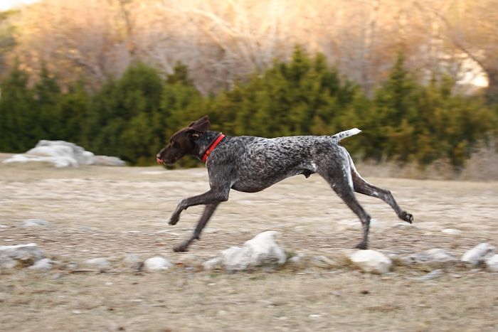 Flyer Terranova running around Floral Park in an attempt to become Austin's fittest dog (for Austin Fit Magazine) on Sunday, January 18, 2009.

Filename: SRM_20090118_17161959.JPG
Aperture: f/5.6
Shutter Speed: 1/160
Body: Canon EOS-1D Mark II
Lens: Canon EF 100-400mm f/4.5-5.6 L IS USM