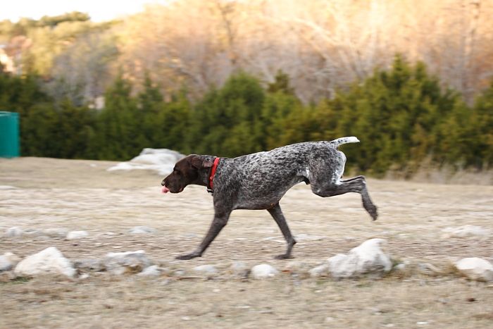 Flyer Terranova running around Floral Park in an attempt to become Austin's fittest dog (for Austin Fit Magazine) on Sunday, January 18, 2009.

Filename: SRM_20090118_17161960.JPG
Aperture: f/5.0
Shutter Speed: 1/160
Body: Canon EOS-1D Mark II
Lens: Canon EF 100-400mm f/4.5-5.6 L IS USM