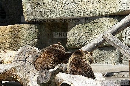 Bears playing at the San Francisco Zoo.

Filename: srm_20050529_173316_8_std.jpg
Aperture: f/5.6
Shutter Speed: 1/640
Body: Canon EOS 20D
Lens: Canon EF 80-200mm f/2.8 L