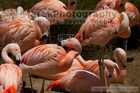 Pink flamingos at the San Francisco Zoo.

Filename: srm_20050529_163054_7_std.jpg
Aperture: f/5.6
Shutter Speed: 1/4000
Body: Canon EOS 20D
Lens: Canon EF 80-200mm f/2.8 L