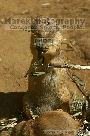 Prarie dogs at the San Francisco Zoo.

Filename: srm_20050529_184504_0_std.jpg
Aperture: f/7.1
Shutter Speed: 1/1000
Body: Canon EOS 20D
Lens: Canon EF 80-200mm f/2.8 L