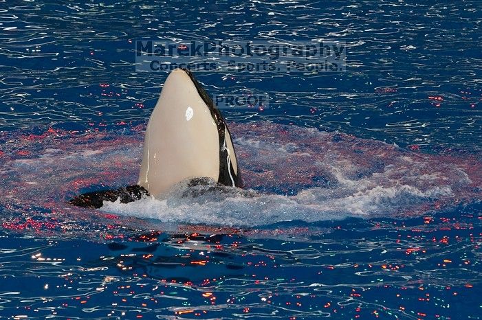 Shamu and Namu in the Believe show at Sea World, San Antonio.

Filename: SRM_20060423_123642_4.jpg
Aperture: f/5.0
Shutter Speed: 1/400
Body: Canon EOS 20D
Lens: Canon EF 80-200mm f/2.8 L